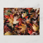 秋 ポストカード (正面)