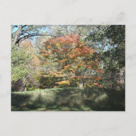 秋 ポストカード