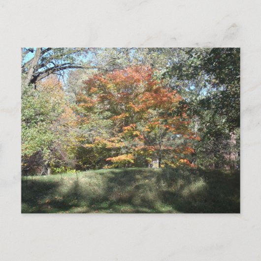秋 ポストカード (正面)