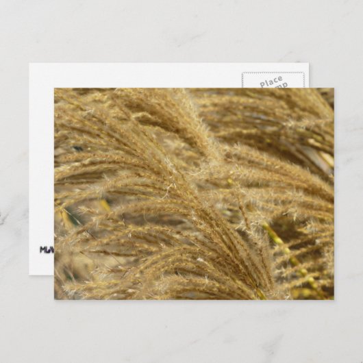 秋 ポストカード (正面/裏面)