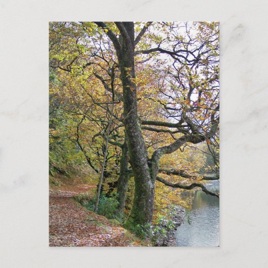 秋 ポストカード (正面)