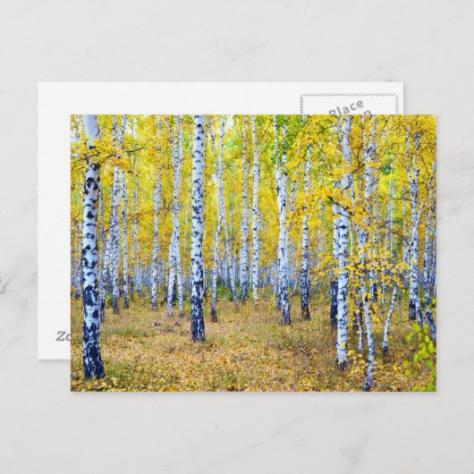 秋 ポストカード (正面/裏面)