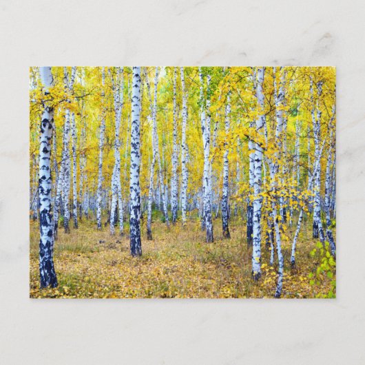 秋 ポストカード (正面)