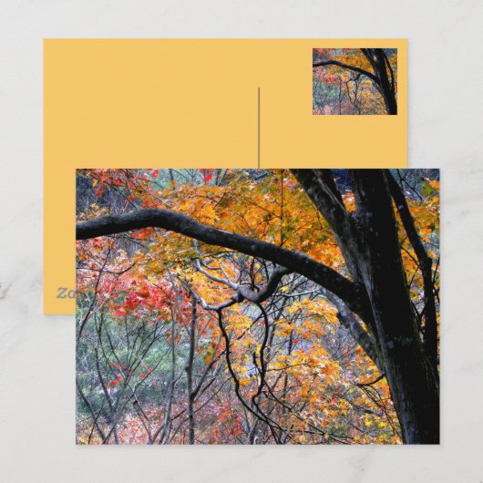 秋/紅葉 ポストカード (正面/裏面)