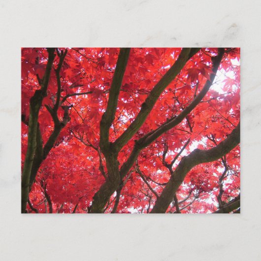 秋、紅葉 ポストカード (正面)