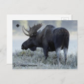 秋 - 鹿 ポストカード (正面/裏面)