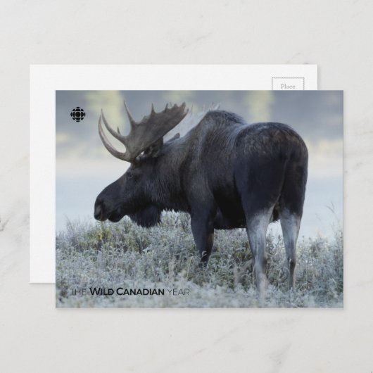 秋 - 鹿 ポストカード (正面/裏面)