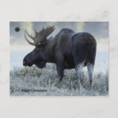 秋 - 鹿 ポストカード (正面)