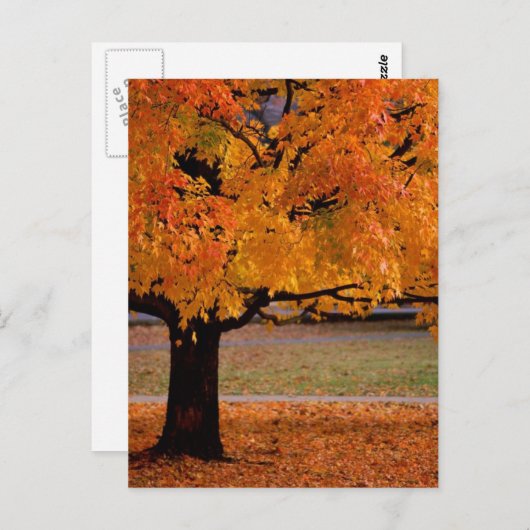 秋（1） ポストカード (正面/裏面)