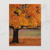秋（1） ポストカード (正面)