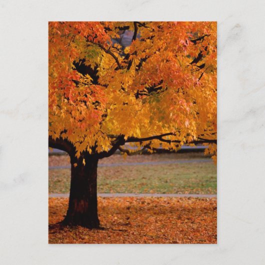 秋（1） ポストカード (正面)