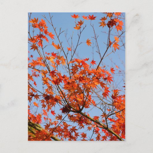 秋III ポストカード (正面)