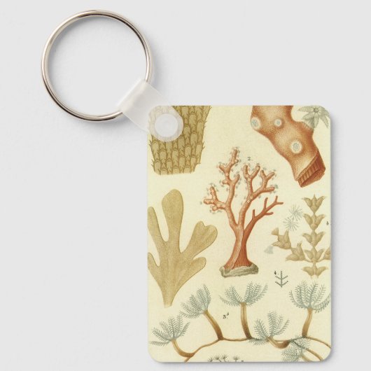 科学教科書生物学ヴィンテージサンゴ動物 キーホルダー (正面)