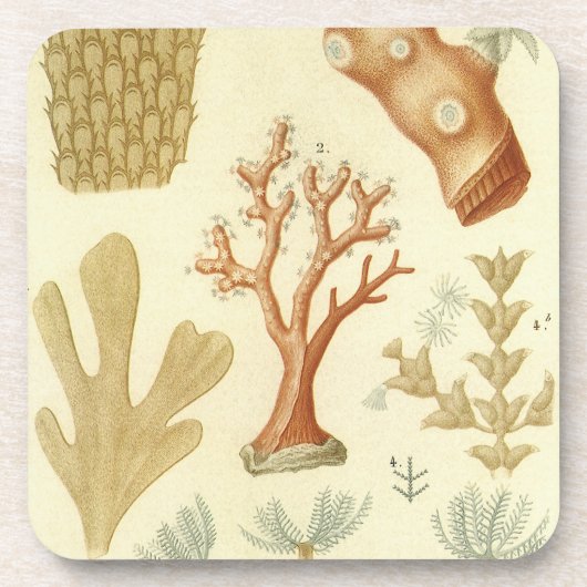 科学教科書生物学ヴィンテージサンゴ動物 コースター (正面)