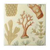 科学教科書生物学ヴィンテージサンゴ動物 タイル (正面)