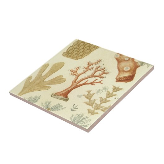 科学教科書生物学ヴィンテージサンゴ動物 タイル (側面)