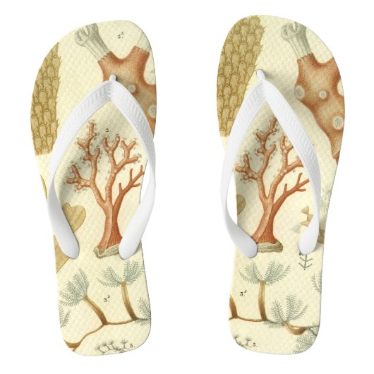 科学教科書生物学ヴィンテージサンゴ動物 ビーチサンダル (フットベッド)