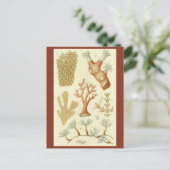 科学教科書生物学ヴィンテージサンゴ動物 ポストカード (スタンド正面)