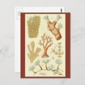 科学教科書生物学ヴィンテージサンゴ動物 ポストカード (正面/裏面)