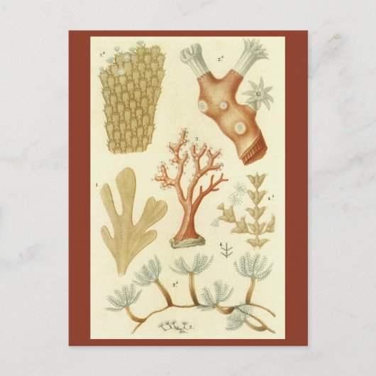 科学教科書生物学ヴィンテージサンゴ動物 ポストカード (正面)