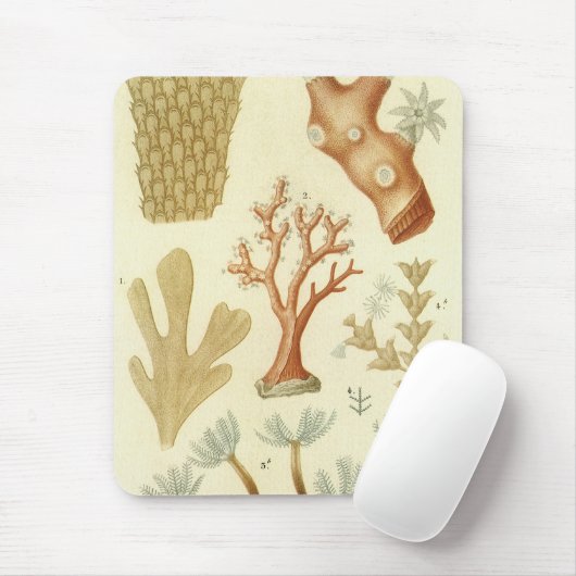 科学教科書生物学ヴィンテージサンゴ動物 マウスパッド (マウス)