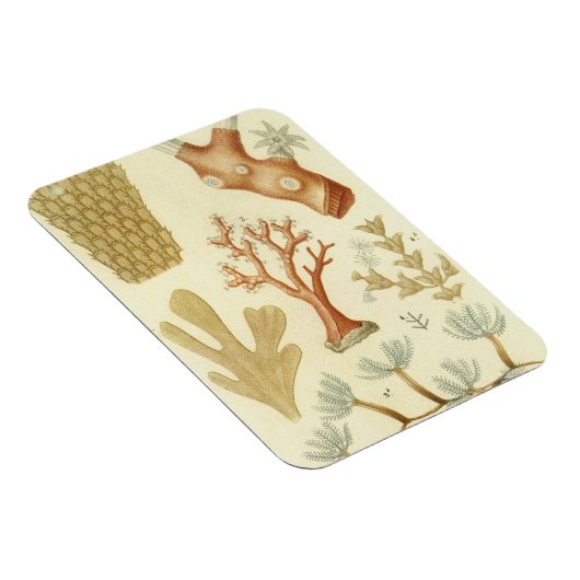 科学教科書生物学ヴィンテージサンゴ動物 マグネット (右側)