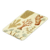 科学教科書生物学ヴィンテージサンゴ動物 マグネット (左側)