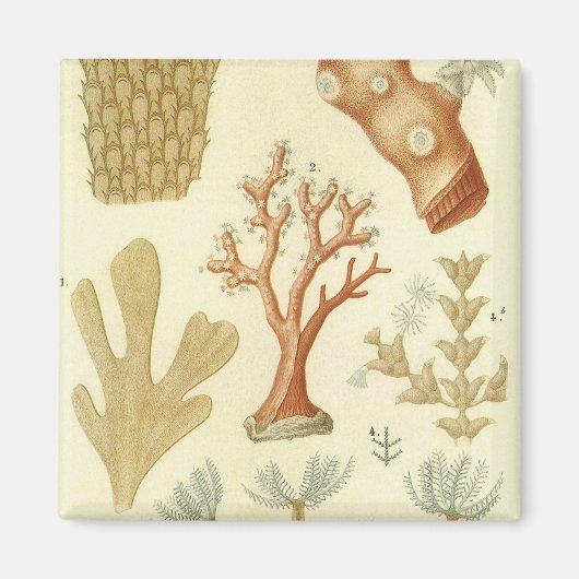 科学教科書生物学ヴィンテージサンゴ動物 マグネット (正面)