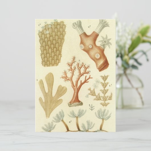 科学教科書生物学ヴィンテージサンゴ動物 招待状 (スタンド正面)