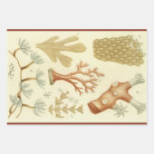 科学教科書生物学、ヴィンテージサンゴの動物 ラッピングペーパーシート (正面2)