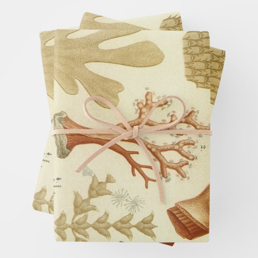 科学教科書生物学、ヴィンテージサンゴの動物 ラッピングペーパーシート (インサイチュ)