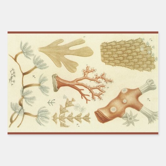 科学教科書生物学、ヴィンテージサンゴの動物 ラッピングペーパーシート (正面)