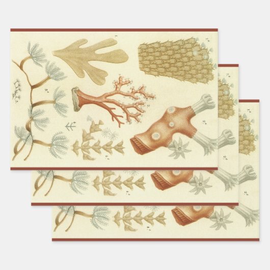 科学教科書生物学、ヴィンテージサンゴの動物 ラッピングペーパーシート (セット)