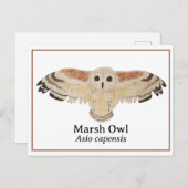 科学水彩湿原フクロウ ポストカード (正面/裏面)