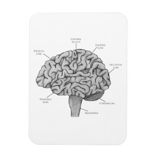 科学的な脳 マグネット