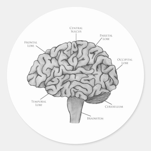 科学的な脳 ラウンドシール (正面)