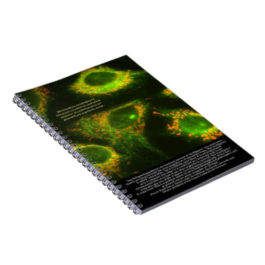 科学者は…引用文とミトコンドリアの把握 ノートブック (右側)