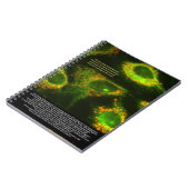 科学者は…引用文とミトコンドリアの把握 ノートブック (左側)