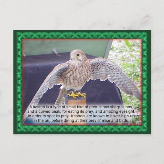科学、動物、鳥、ケストレル ポストカード (正面)