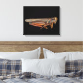 科学 – 昆虫学 – 試料 キャンバスプリント (インサイチュ (寝室))