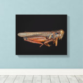 科学 – 昆虫学 – 試料 キャンバスプリント (インサイチュ (ウッドフロア))