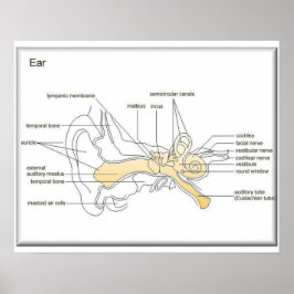 科学,生命科学,耳図 ポスター