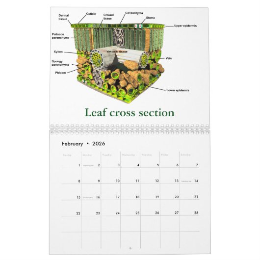 科学#4の芸術 カレンダー (2月 2026)