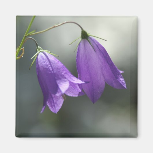 秘密の磁石の鐘 マグネット (正面)