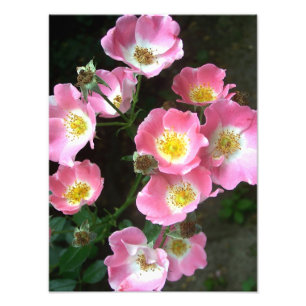 秘密庭の花盛りの野生のバラ フォトプリント