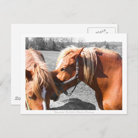 秘密 ポストカード (正面/裏面)