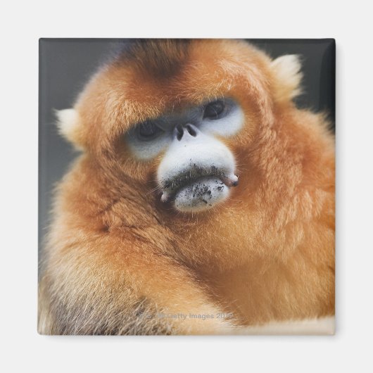 秦嶺山脈 マグネット (正面)