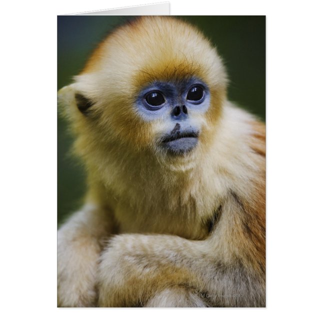 秦嶺山脈、2006年10月 (正面)