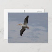 移住するアメリカのホワイトペリカン ポストカード (正面/裏面)