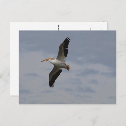 移住するアメリカのホワイトペリカン ポストカード (正面/裏面)